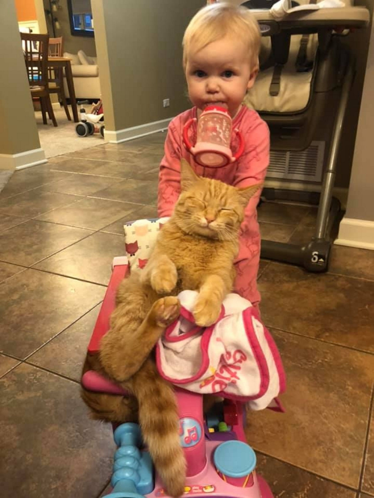 Carrot the cat has won Instagram fame — and a call from Ellen